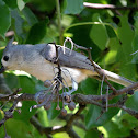 Tufted titmouse