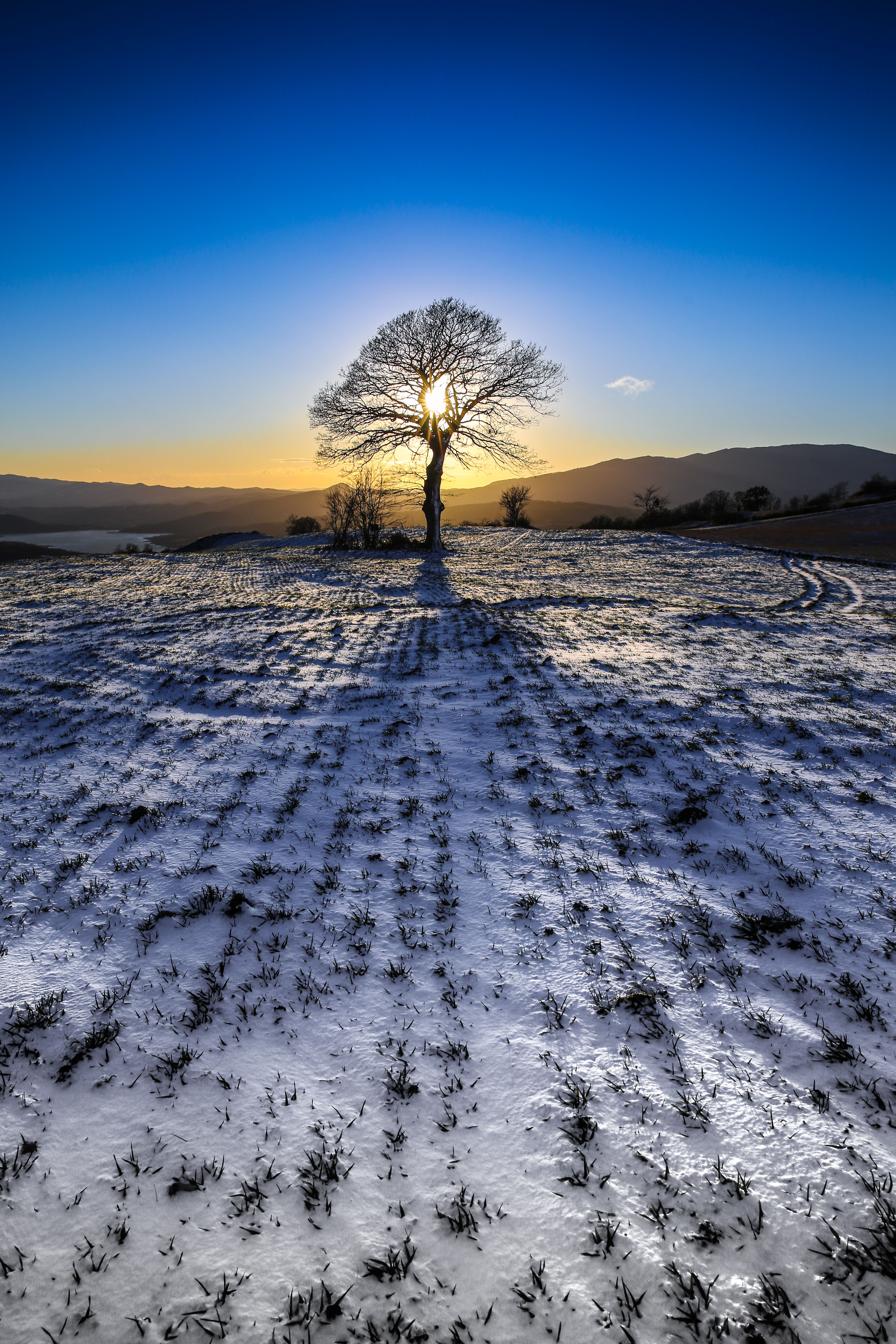 Albero della vita di g.paciphoto