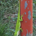 Green or Carolina Anole