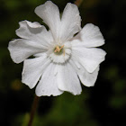 White Campion