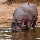 Hipopótamo (Hippo)