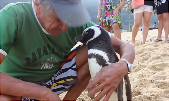 Dindim, o pinguim que sempre retorna para quem o ajudou