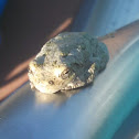 Gray Tree Frog