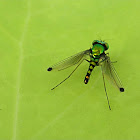 Banded Long-legged Fly