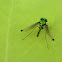 Banded Long-legged Fly