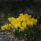 Winter daffodil