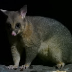 Brushtail Possum