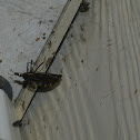 Kissing bug