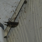 Kissing bug