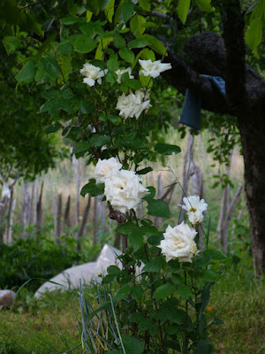 La natura sorride di spiritodipatata