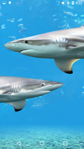 Sharks Underwater