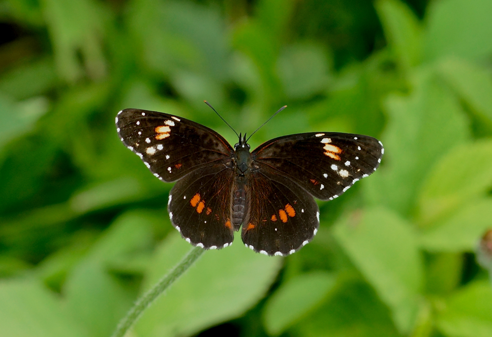 Bordered Patch