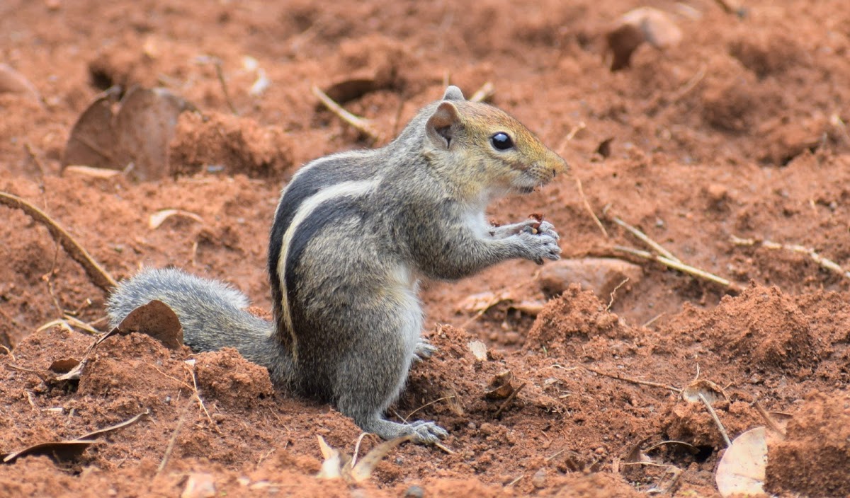 Indian palm squirrel