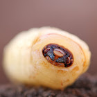 Longhorn Beetle Larva