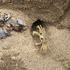 Ghost Crab