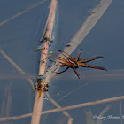 Six-spotted Fishing Spider