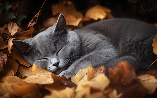 Cozy Cat Rests Among Autumn Leaves in screenshot 2