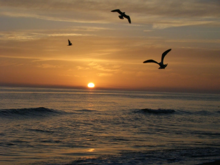 Caccia al tramonto di Cincia