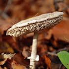 Parasol mushroom