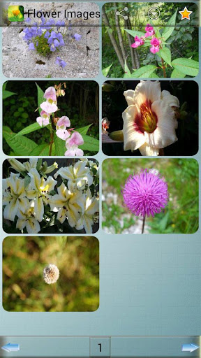 Flower Images