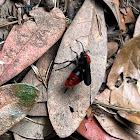 Velvet Ant