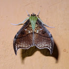 Cambrid Moth