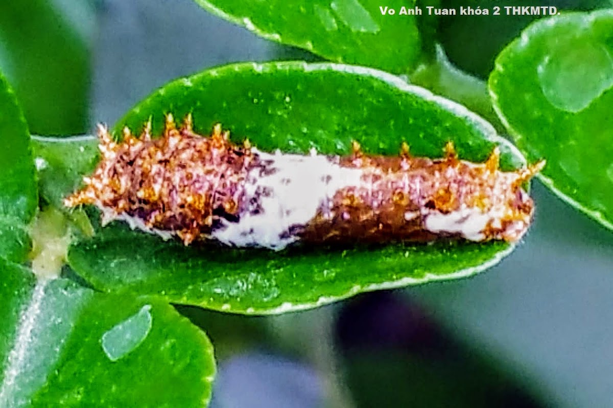 Lime butterfly caterpillar