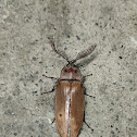 Giant Click Beetle