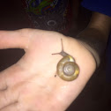 Woodland Snail