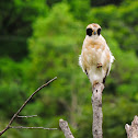 Acauã(Laughing Falcon)