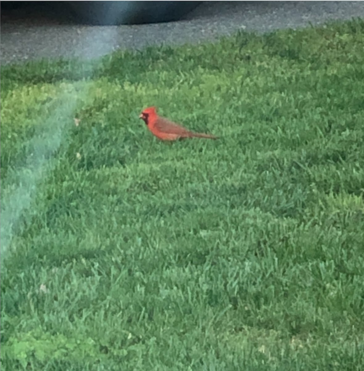 Cardinal