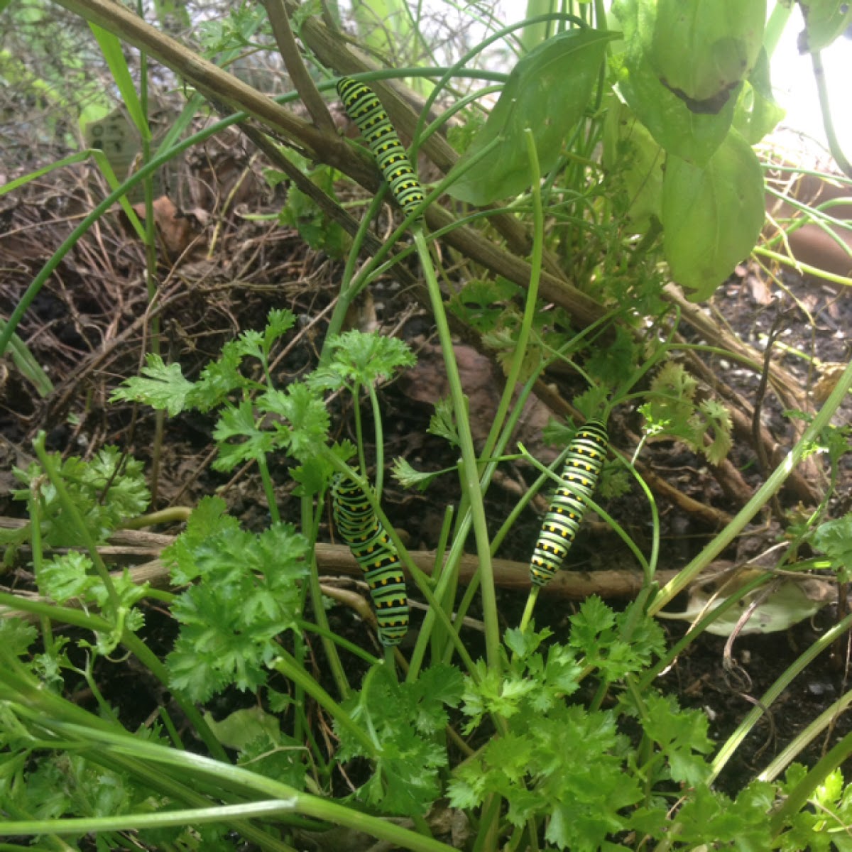 Black Swallowtail Caterpillar