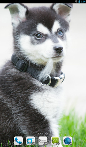 Alaskan Klee Kai Theme - Nova