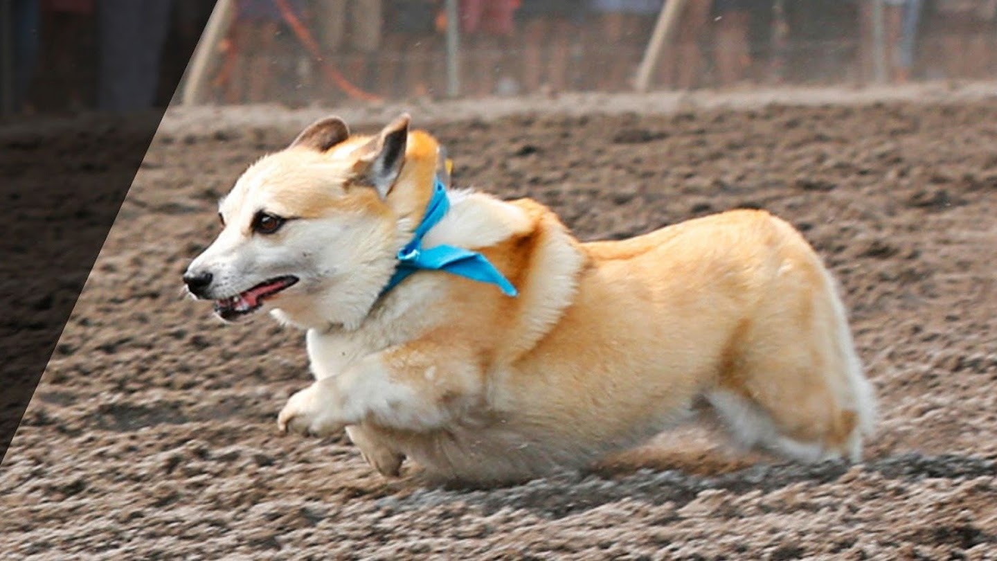 Watch 2021 Corgi Races at Emerald Downs live