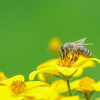 Tra il giallo e il verde di 