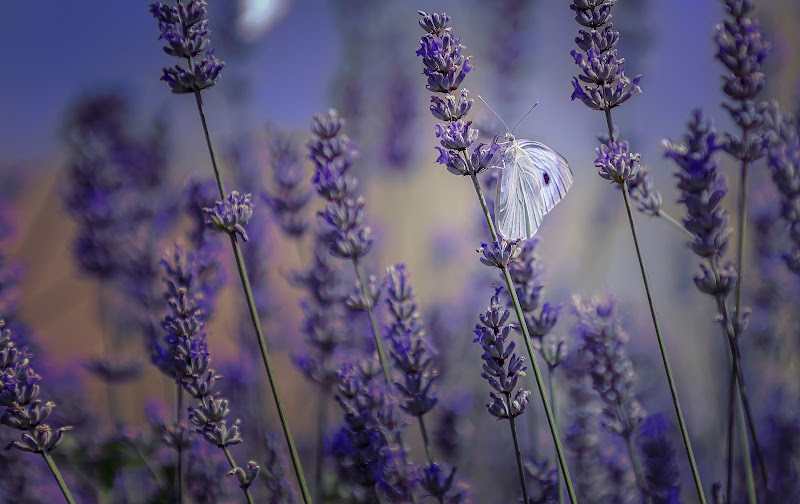 Lavanda di Ston3D