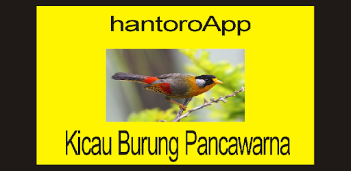 Kicau Burung Pancawarna Terbaru Apk App Free Download For Android