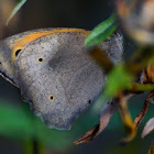 Meadow Brown; La Loba