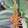 Candelabra Aloe (Aloe do Natal)