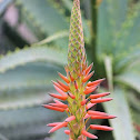 Candelabra Aloe (Aloe do Natal)