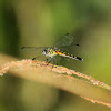 Blue Dasher Dragonfly