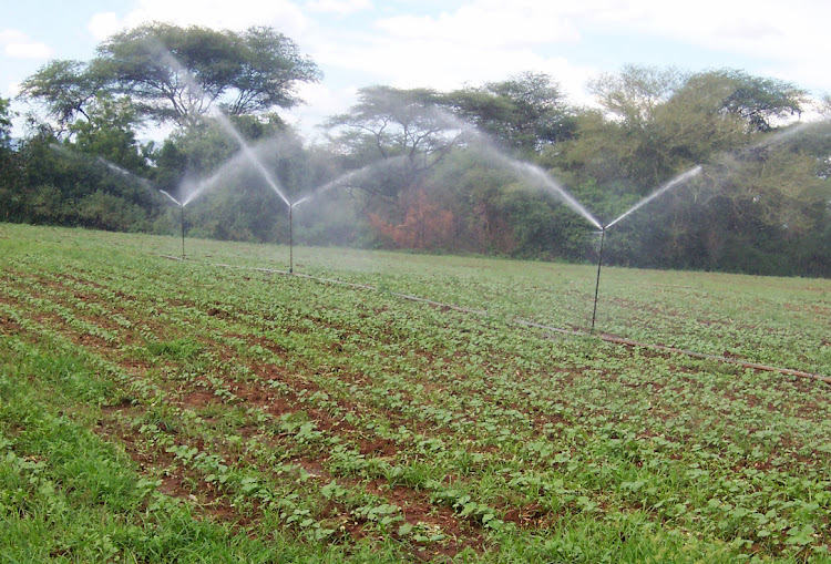 An irrigation project in Kenya/