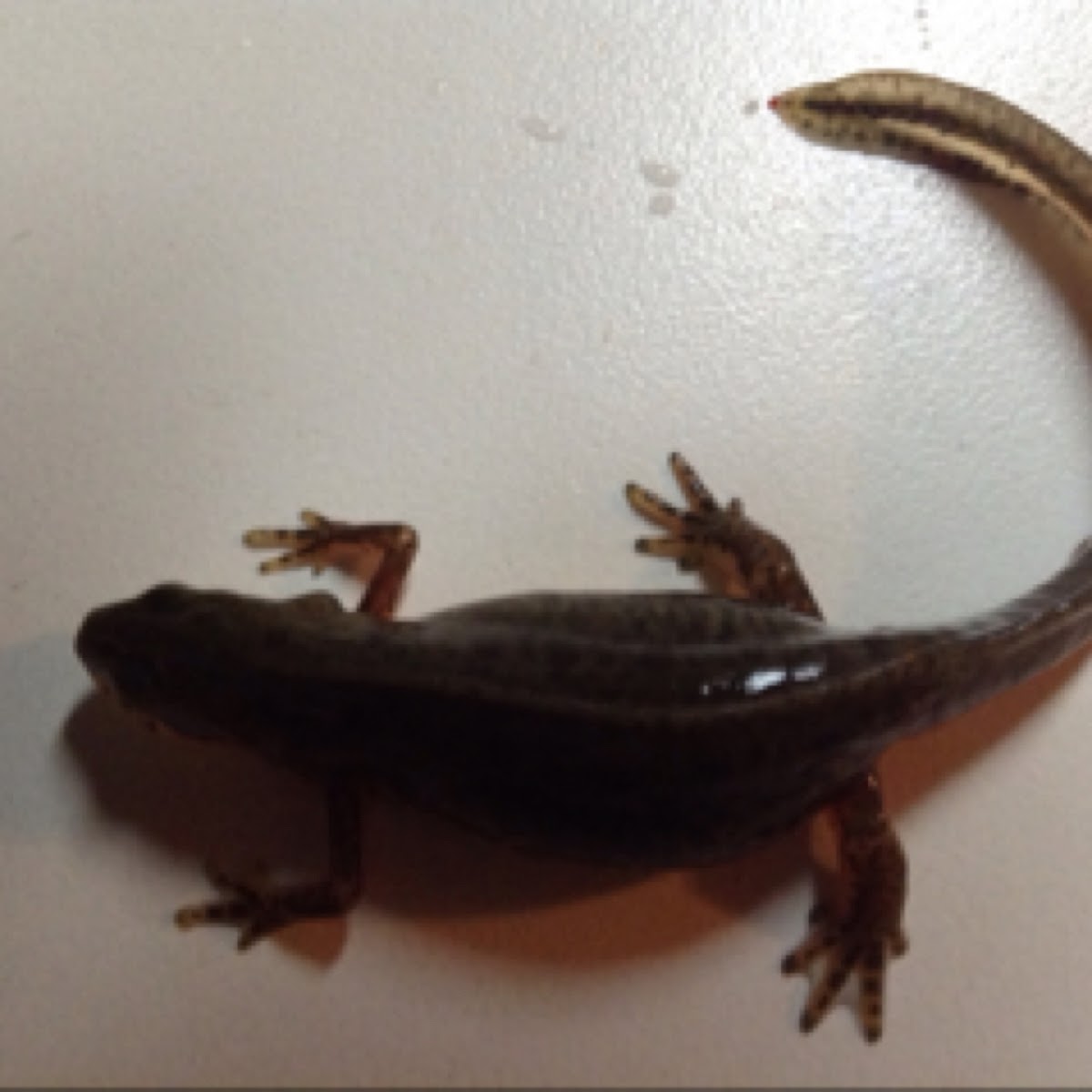 Eastern Newt