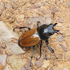 Stag beetle