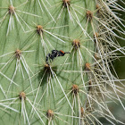 Red-Backed Jumping Spider