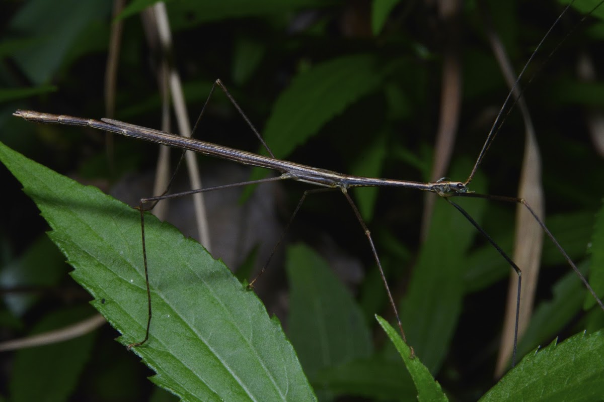 Stick Insect, Phasmid - Male