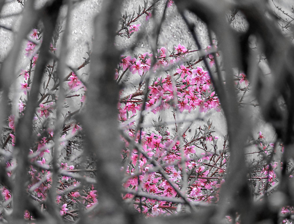 Sguardo sulla primavera nascente! di ayrton73