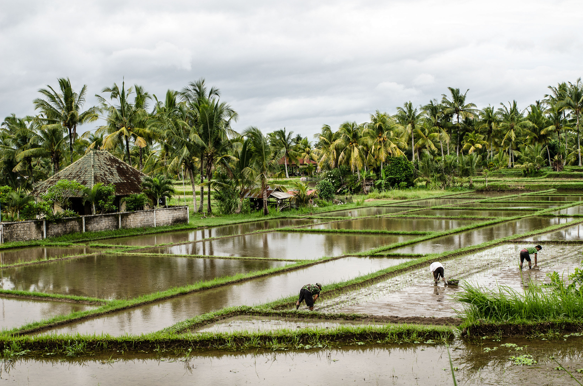 La dura vita del contadino indonesiano di Alessandro_Canepa