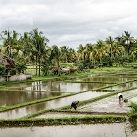 La dura vita del contadino indonesiano di 