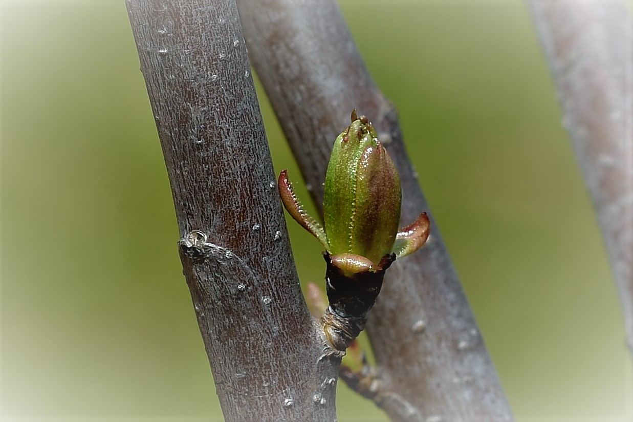 Petit bijou di adimar